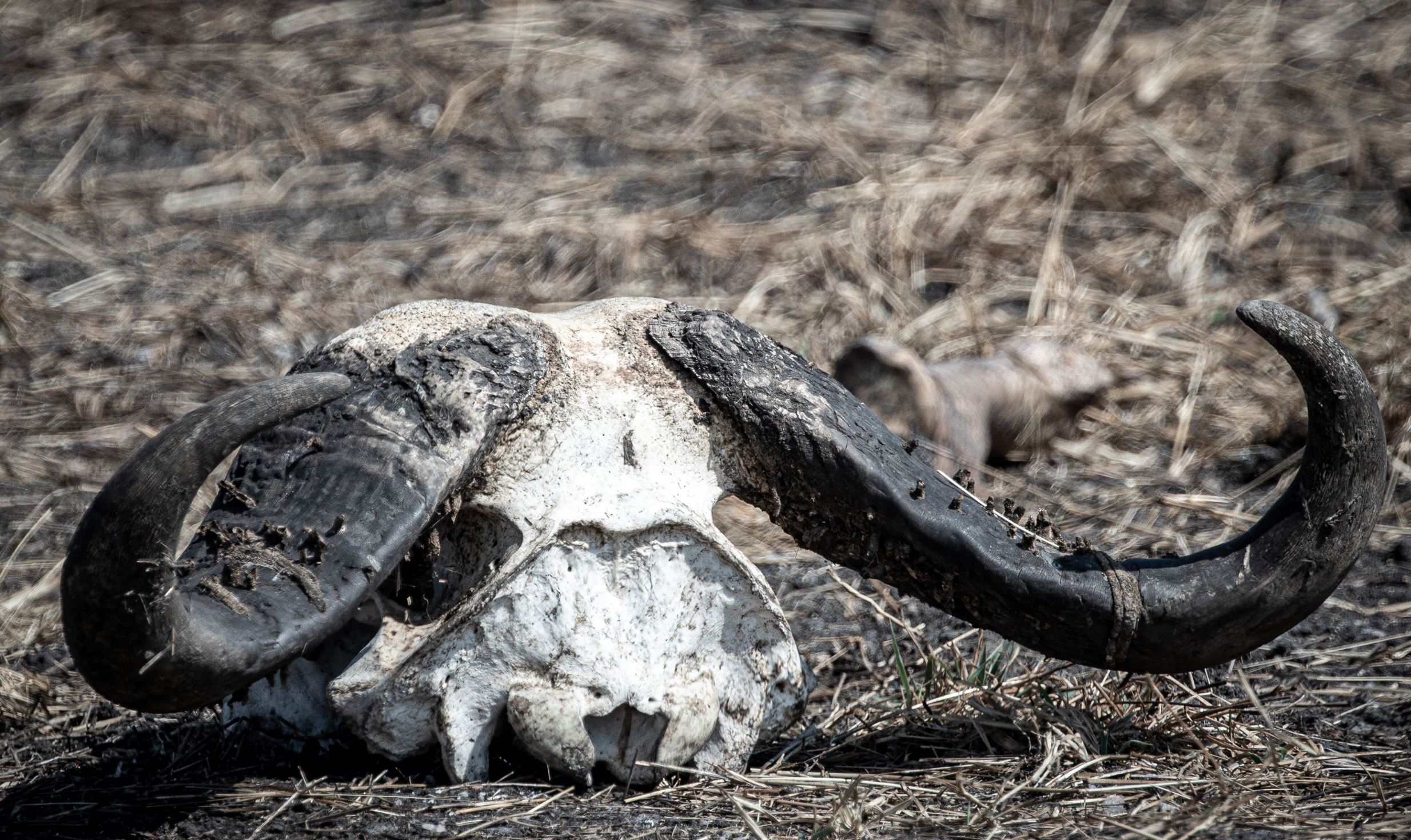An image of a buffalo skull. This is what happens when business turnarounds fail.