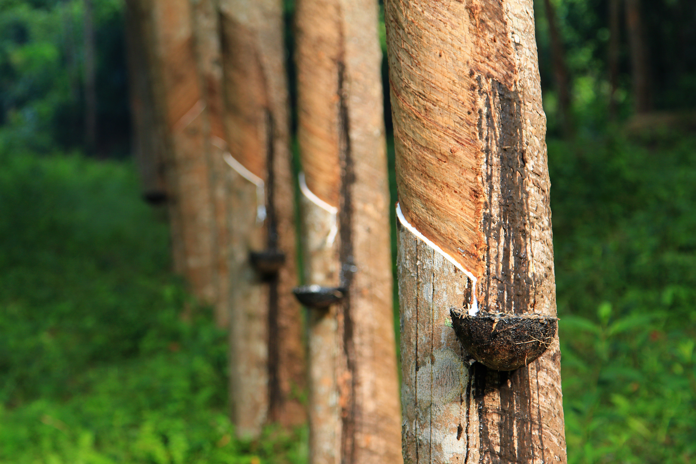 An image showing a line of trees in a rubber plantation with natural rubber being harvested.