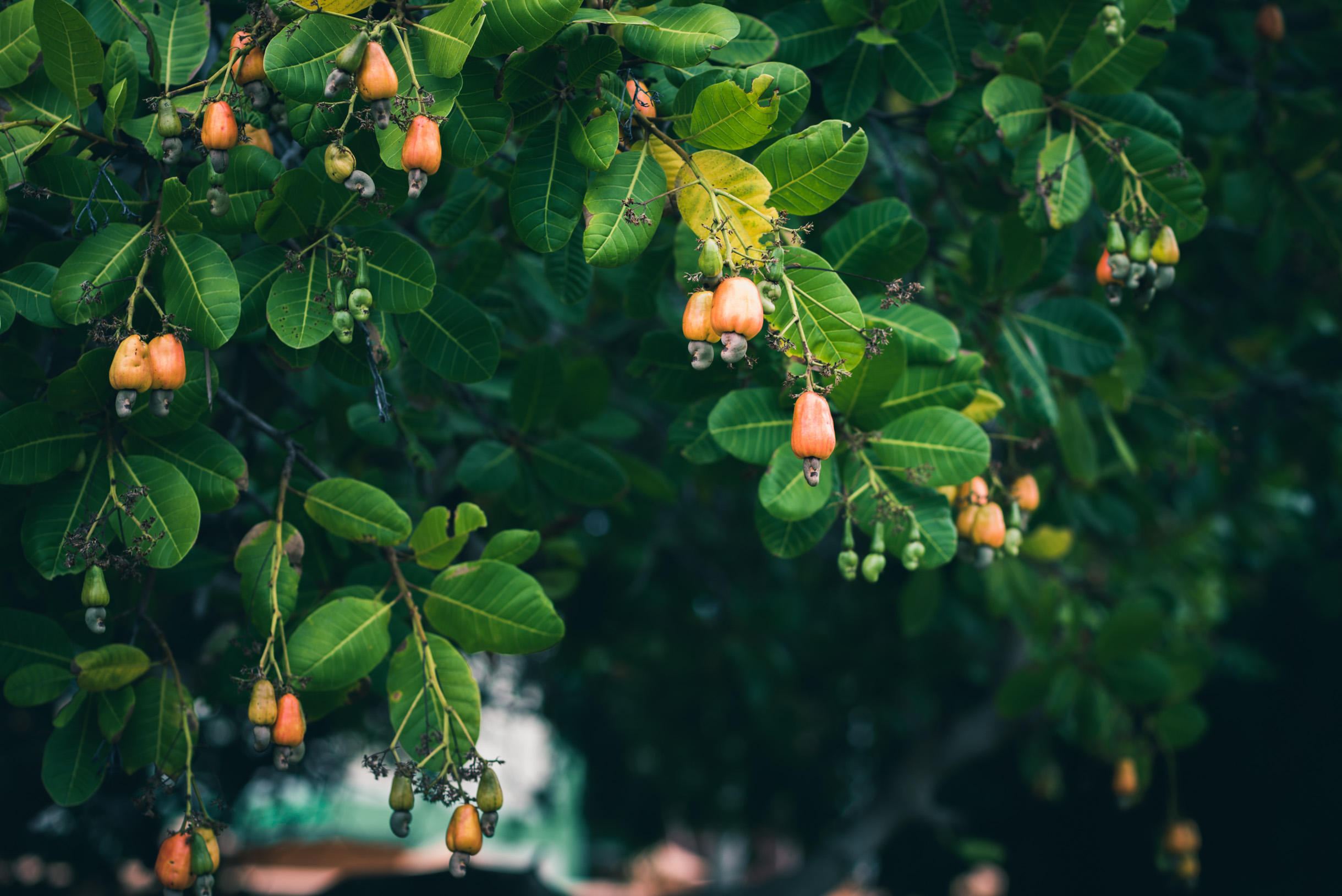Cashew apples and nuts growing on a cashew tree branch in The Gambia, illustrating local cashew production.